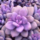 GRAPTOPETALUM (Crassulaceae)